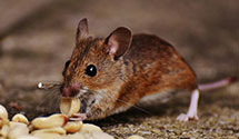24 Hour & Emergency Exterminators in Brooten, MN